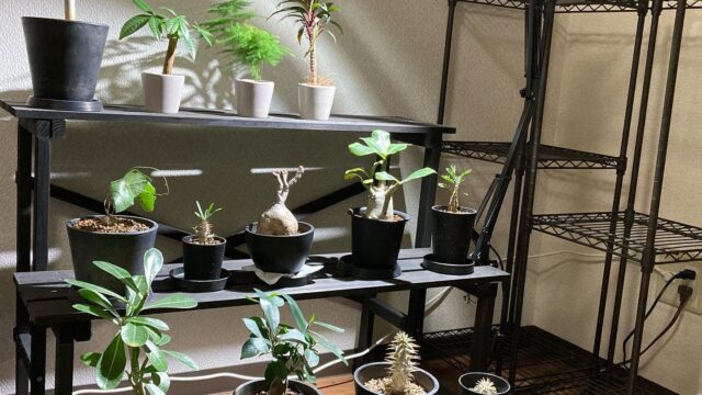 植物育成ライト「アマテラスLED」とは？ツクヨミLEDとの比較も有ります