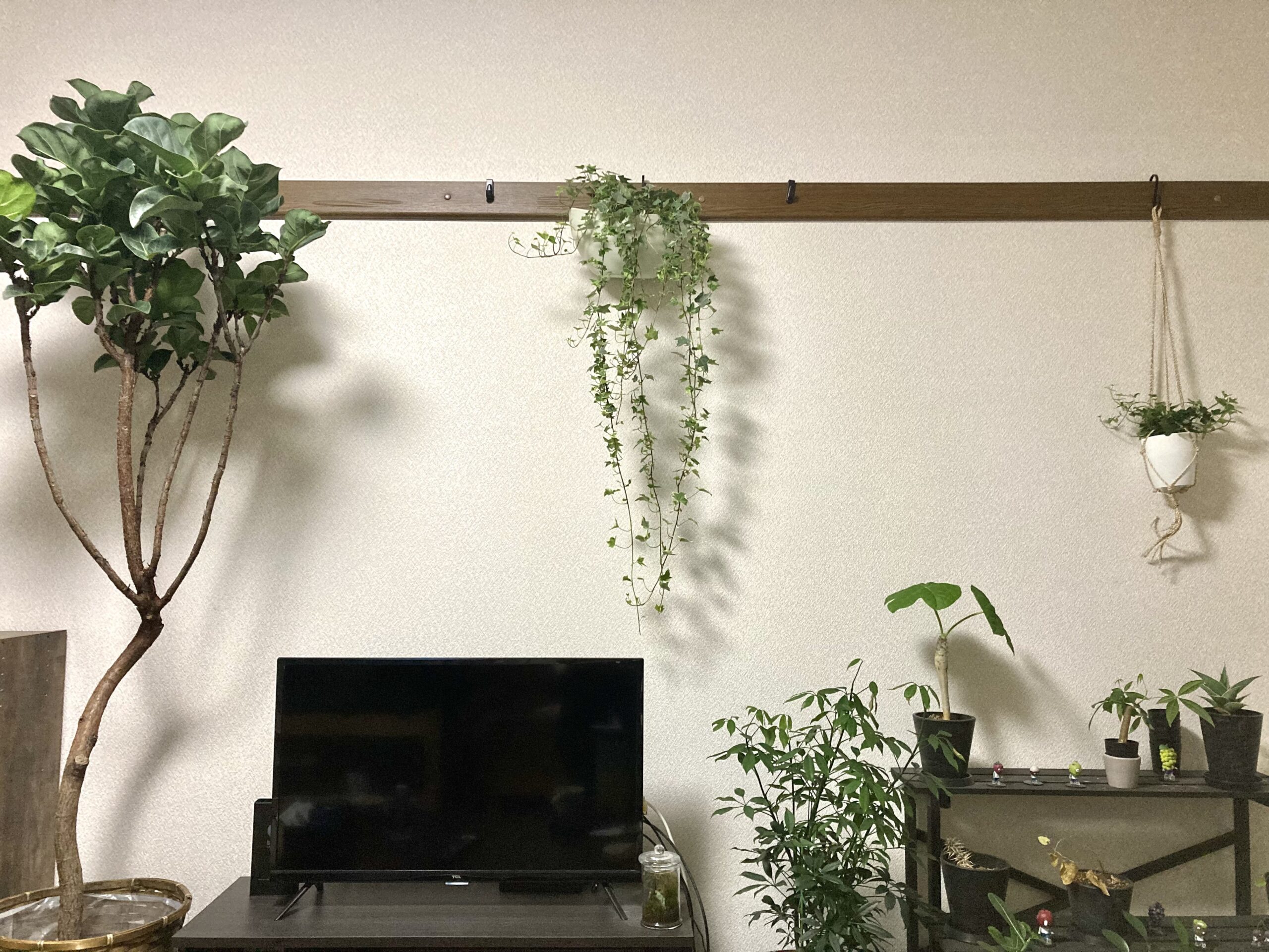 賃貸アパートで植物をおしゃれに吊るす方法 自然派の賃貸暮らし